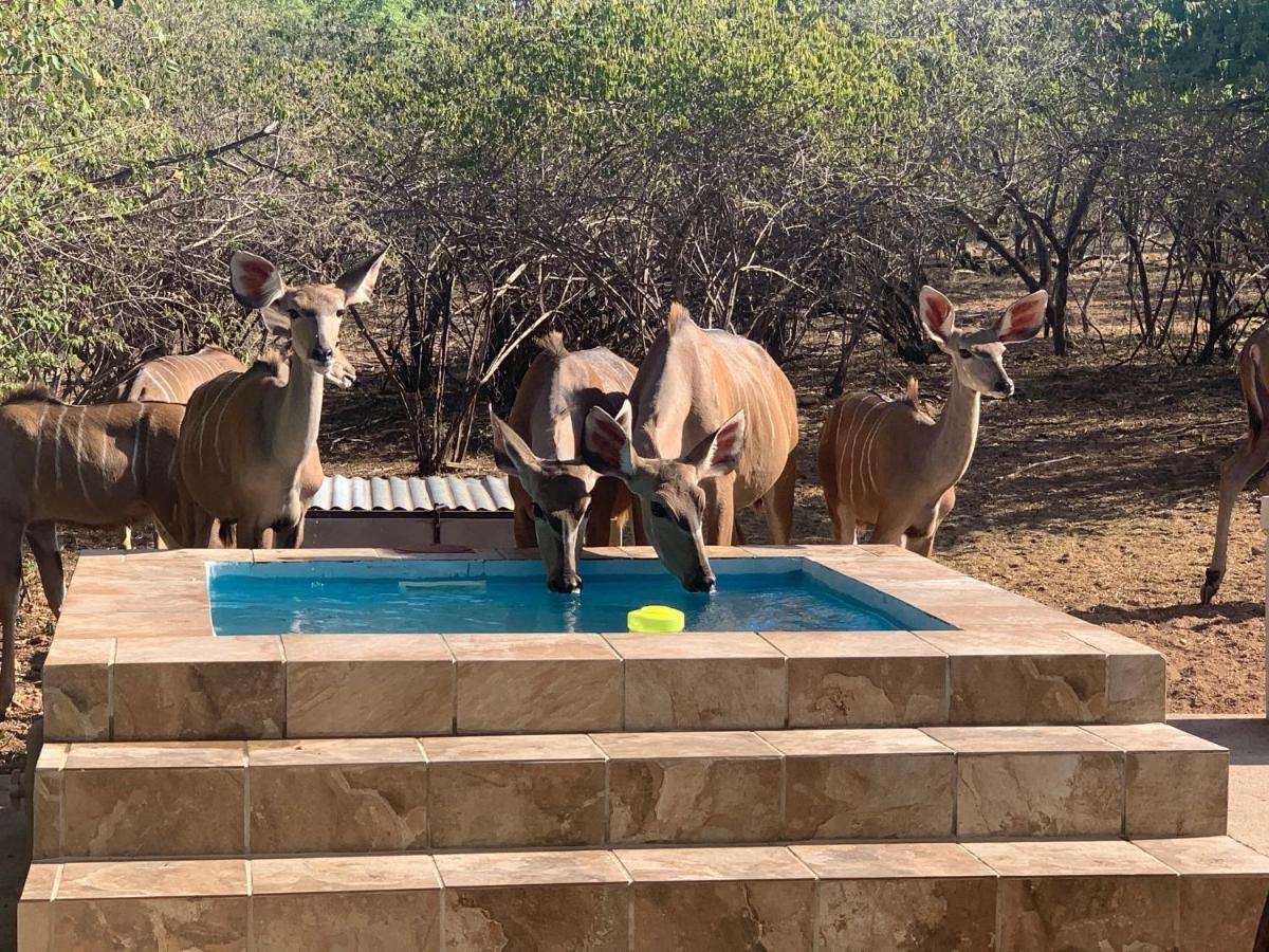 Impala Lily Villa Marloth Park Dış mekan fotoğraf